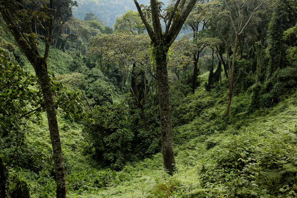 Nyungwe Forest