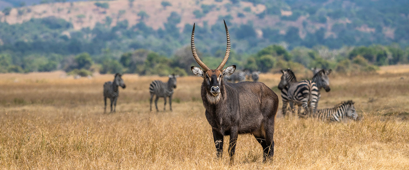 Akagera National Park