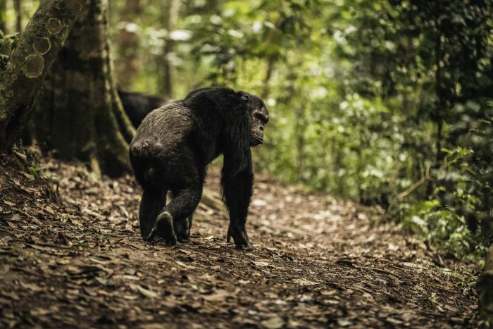 Visit Rwanda Volcanoes National Park Chimpanzee in Bamboo