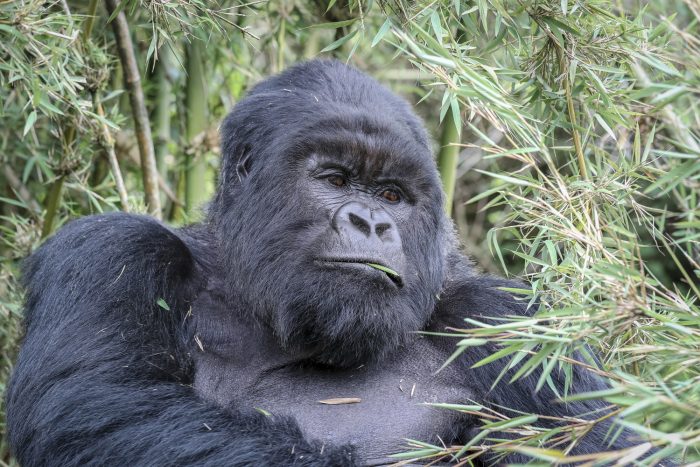 Visit Rwanda Volcanoes National Park Silverback in Bamboo