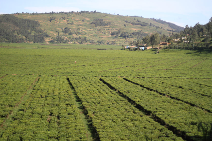 Rwanda Tea Vegetation in Rwanda